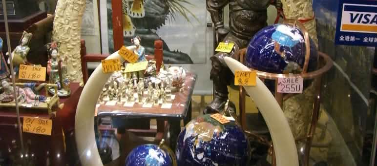 Vitrine exposant des objets en ivoire : le braconnage menace les éléphants d’extinction Ivoire dans un commerce