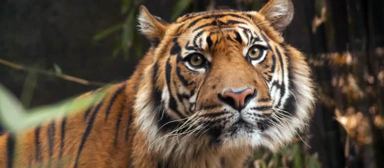 Tigre de Sumatra