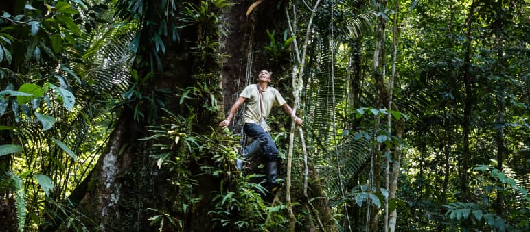 Notre action sur le terrain pour la préservation des forêts tropicales de la planète Francisco grimpe à un arbre dans la forêt tropicale