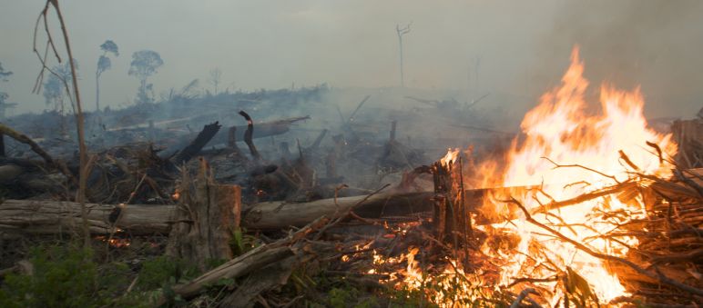 Selon des recherches indonésiennes, l’entreprise RKK fait partie du Makin Group, un fournisseur en huile de palme d’Unilever Les forêts sont incendiées pour l’établissement de plantations d’huile de palme