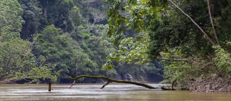 Rivière dans le parc national Yasuni en Équateur