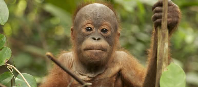 La survie de l'orang-outan dépend de l'application des lois existantes