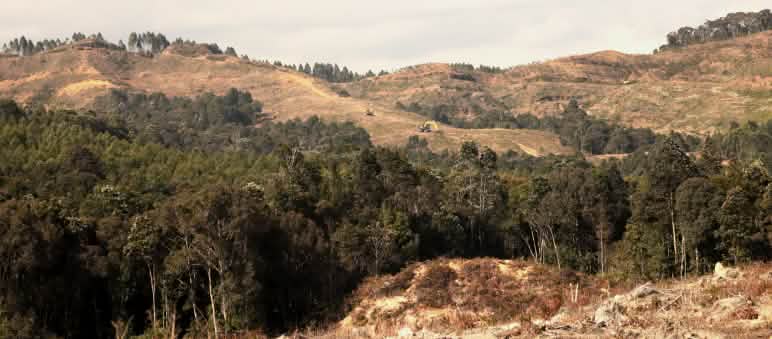 Collines déboisées