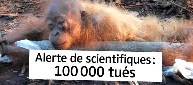 Les plantations sont synonymes de mort pour les orangs-outans Orang-outan agonisant avec le texte "Alerte de scientifiques : 100 000 tués"