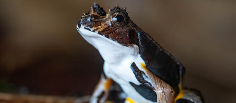 La forêt de Yasuní abrite une biodiversité extraordinaire, dont des amphibiens Gros plan sur un amphibien