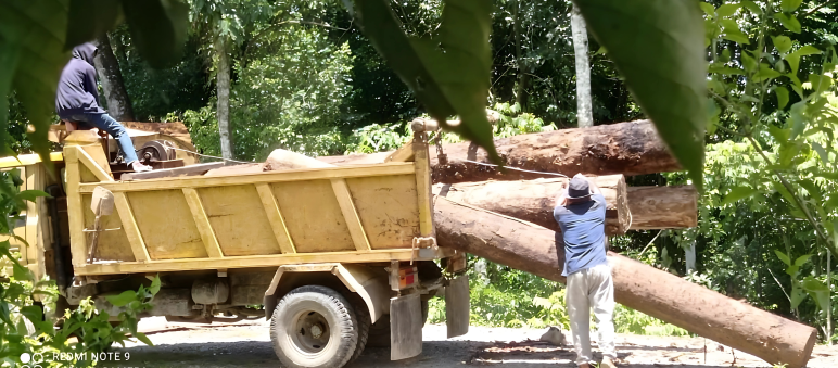 Deux hommes chargent des grumes sur un camion