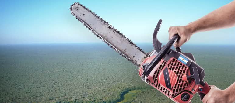 Montage photo : sur une vue aérienne de la forêt du Chaco, deux mains tiennent une tronçonneuse