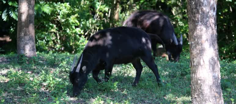 Bovins nains de Sulawesi