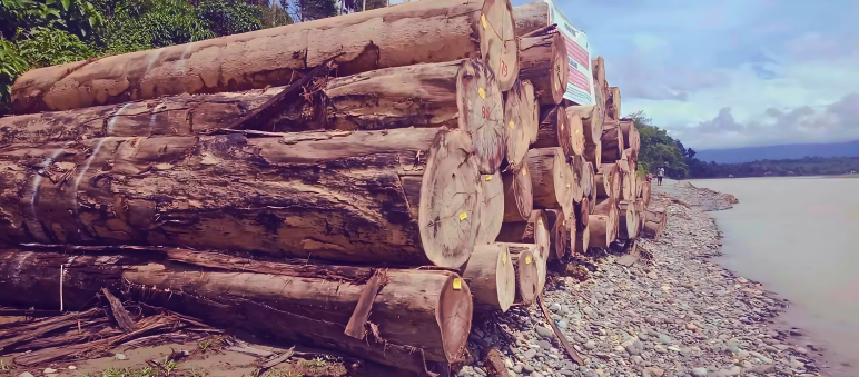 Troncs d’arbres épais empilés sur la rive d’un fleuve