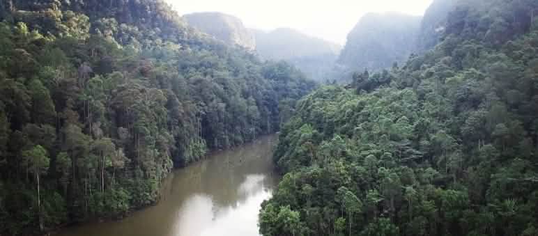 Rivière dans la forêt vierge