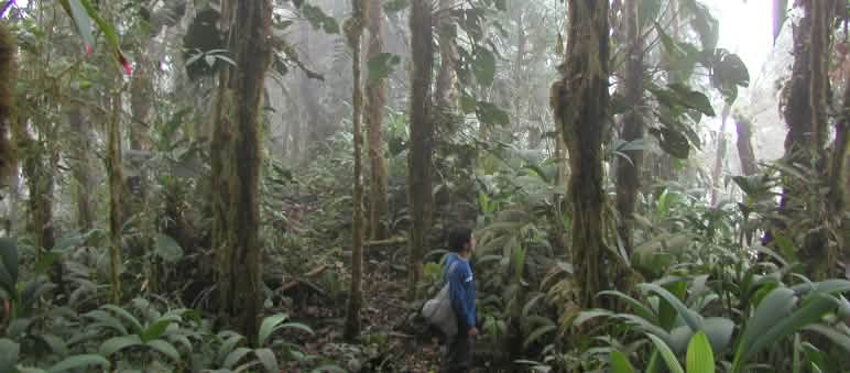 Une personne marche entre les troncs recouverts de mousses et d’épiphytes dans la forêt de nuages de l’Intag en Equateur