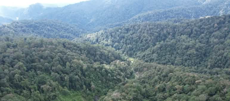 La forêt tropicale dans les montagnes, vue d’en haut
