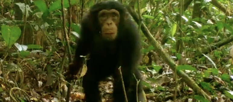 Les chimpanzés font partie de nos plus proches parents dans le règne animal Chimpanzé dans le parc national de Grebo-Krahn au Libéria