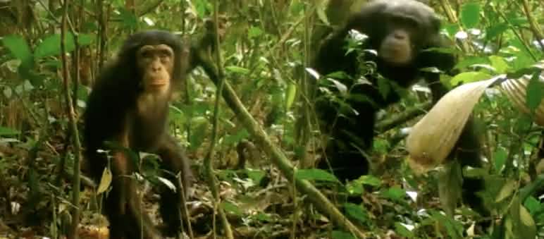 Curieux, un jeune chimpanzé regarde dans la caméra. Sa mère reste en arrière-plan. Image capturée dans le parc national Grebo-Krahn au Libéria