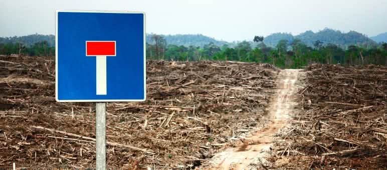 Après la France et l’Autriche, l’Allemagne sort également de l’impasse des à biocarburants à l’huile de palme Photomontage: un panneau "voie sans issue" au bord d’un chemin au milieu d’une zone déboisée et qui mène jusqu’à une forêt tropicale encore intacte