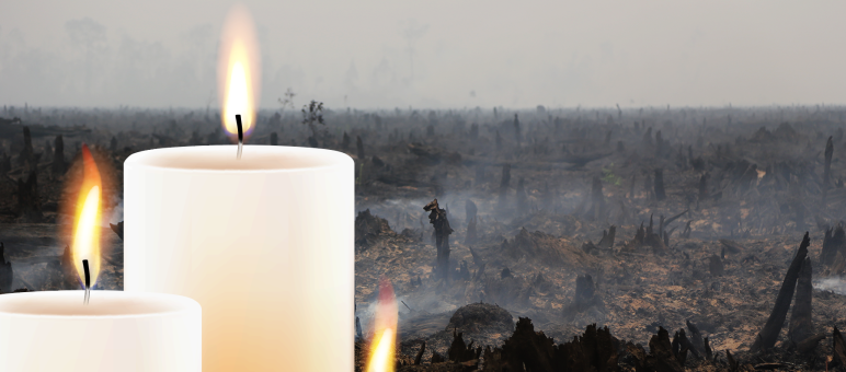 Des forêts défrichées par le feu au profit des plantations de palmiers à huile – l’huile tropicale est également présente dans nos bougies Des bougies avec en arrière-plan une forêt défrichée par le feu