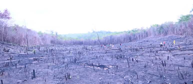 Au Brésil, les incendies accentuent la déforestation et, par conséquent, la désertification