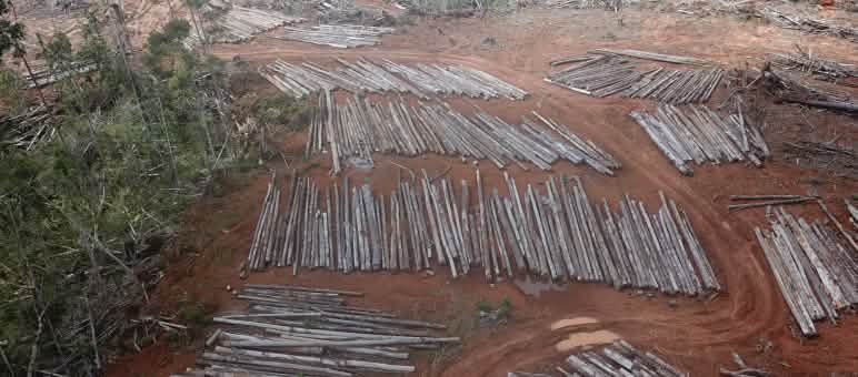 Les déboisements pour la plus grande plantation d’huile de palme du monde ont commencé en Papouasie Déboisement pour la plantation de palmiers à huile de PT Digoel Agri en Papouasie