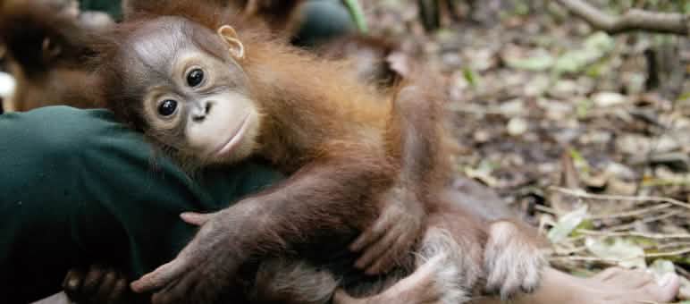 Ces orangs-outans ont besoin de notre protection