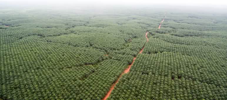 Vue aérienne sur une monoculture d’huile de palme de l’entreprise Korindo