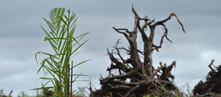 La forêt malaisienne est détruite pour la culture de l’huile de palme Tourbière défrichée pour une plantation de palmiers à huile au Sarawak (Malaisie)