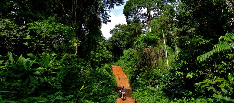 Les routes menant à des forêts auparavant inaccessibles sont souvent le point de départ de destructions à grande échelle Une piste en plein cœur de la forêt tropicale dans le Parc national de Cross River