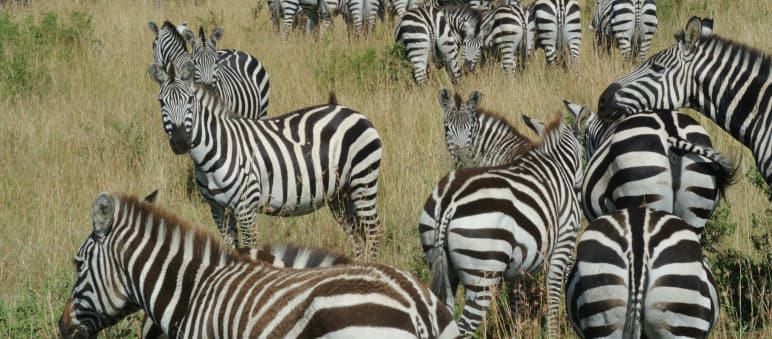 Zèbres dans la savane