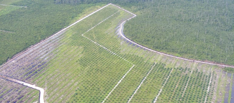La réalité : une plantation de palmiers à huile au lieu de la forêt tropicale à Bornéo Plantation de palmiers à huile à Bornéo (Kalimantan)