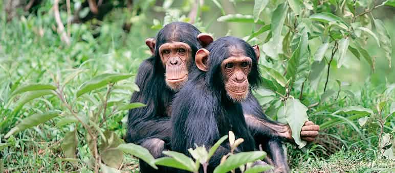 17.000 chimpanzés vivent en Guinée Deux chimpanzés