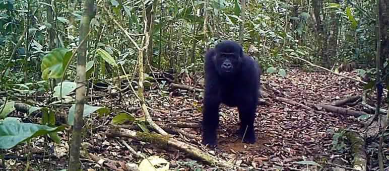 Les gorilles vivant dans la forêt d’Ebo pourraient être une sous-espèce à part entière Gorilles dans la forêt d’Ebo au Cameroun