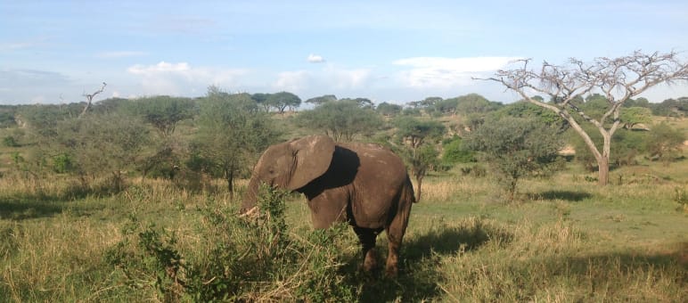 L’éléphant peut devenir dangereux pour les humains si son habitat est détruit Éléphant en Tanzanie