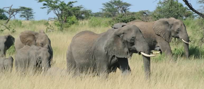 Troupeau d’éléphants dans le Serengeti