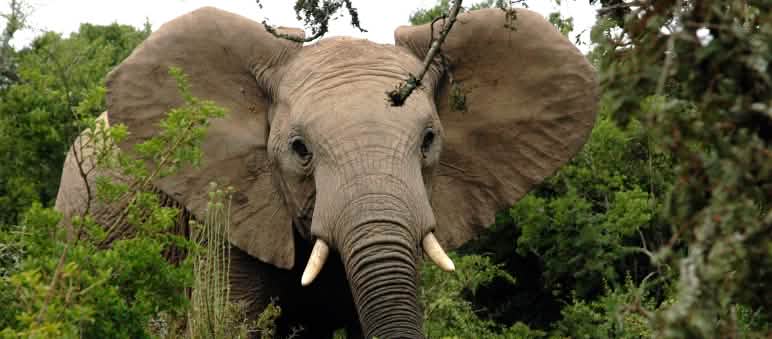 De 20 000 à 30 000 éléphants d’Afrique sont braconnés chaque année selon les estimations Eléphant d'Afrique dans la forêt