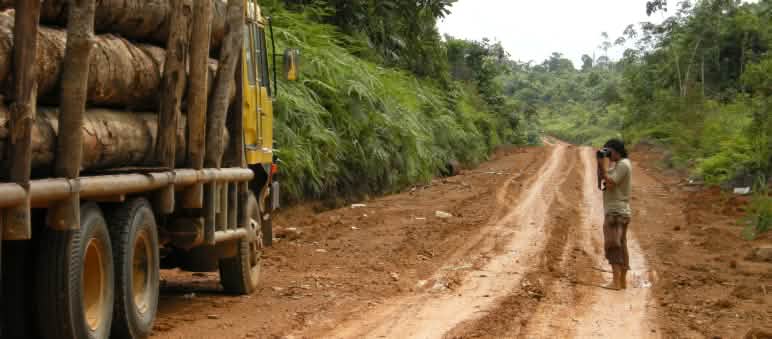 Nos partenaires documentent l’abattage de bois tropical à Sumatra Une personne prend une photo d'un camion chargé de troncs d'arbres sur une route en terre dans la forêt tropicale