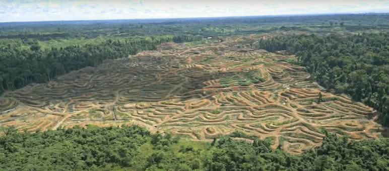 Photo aérienne, prise par drone, de zones forestières défrichées à Sorong en Papouasie occidentale