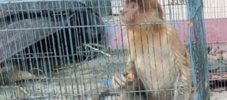 Singe nasique dans une cage