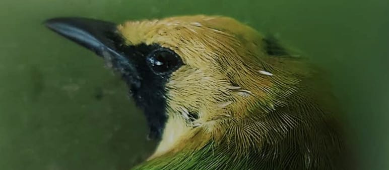 Gros plan sur la tête d’un oiseau vert au front jaune