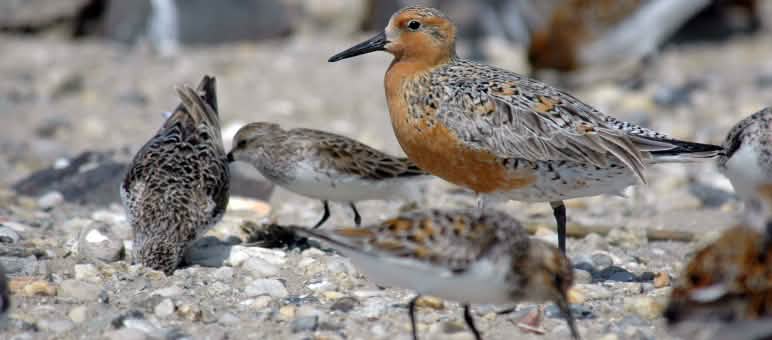 Les Bécasseaux maubèches migrent à l’autre bout de la planète - certains de l’est de la Russie jusqu’en Australie Le Bécasseau maubèche est un oiseau migrateur