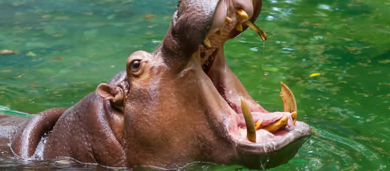 Les hippopotames sont classés "vulnérables" sur la liste rouge de l'UICN Hippopotame la gueule grande ouverte