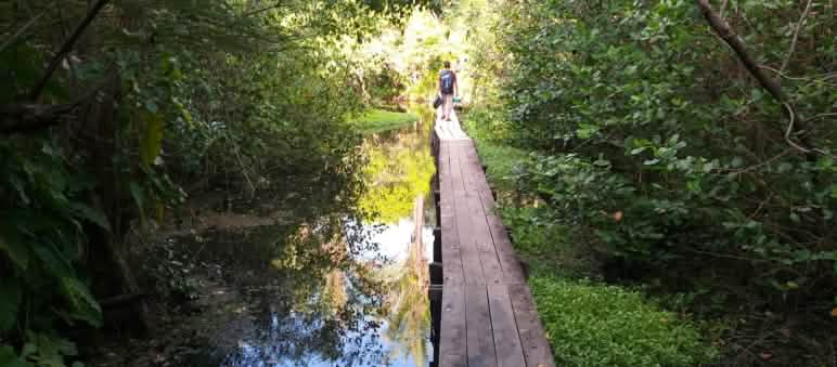 Passerelle en bois dans une mangrove sur l’île de Cajual