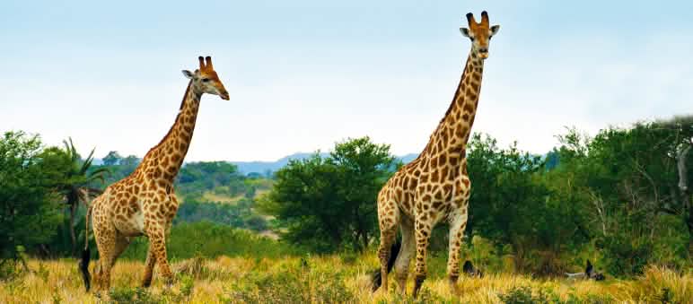 Les projets de TotalEnergies menacent de nombreuses espèces animales
dans les aires protégées de Tanzanie et d’Ouganda Girafes en Afrique du Sud