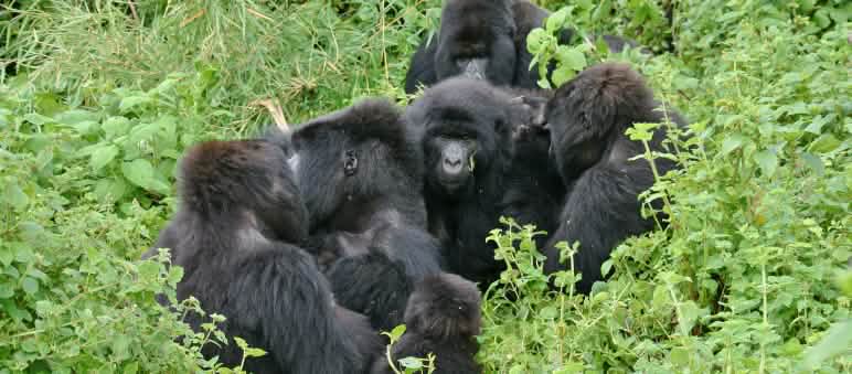 Gorilles du parc national des Virunga, novembre 2021