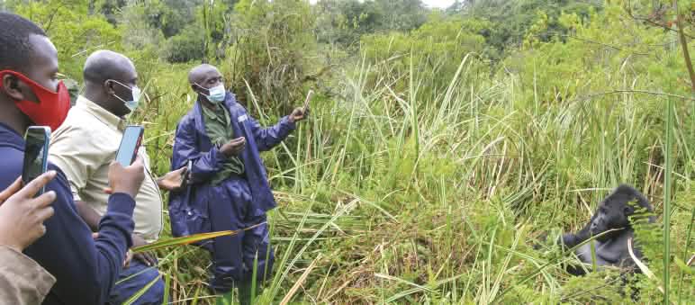 Un gorille de plaine dans le parc national de Kahuzi‑Biega, République démocratique du Congo