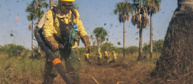 Une personne vêtue d’une tenue ignifuge utilise un souffleur portatif pour créer un pare-feu entre les palmiers.