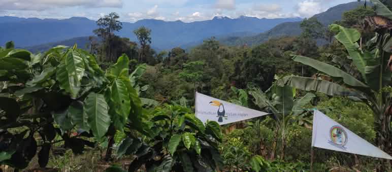 Pépinière des indigènes Gayo de Pining dans l’écosystème de Leuser