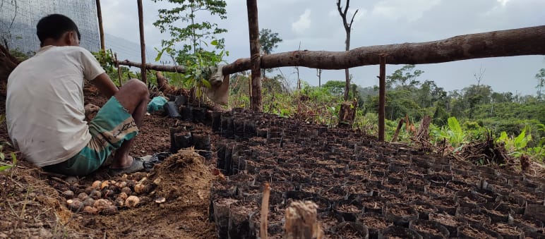 Des milliers de jeunes plants sont prêts à panser les plaies de la forêt Un homme assis cultive des plants dans une pépinière