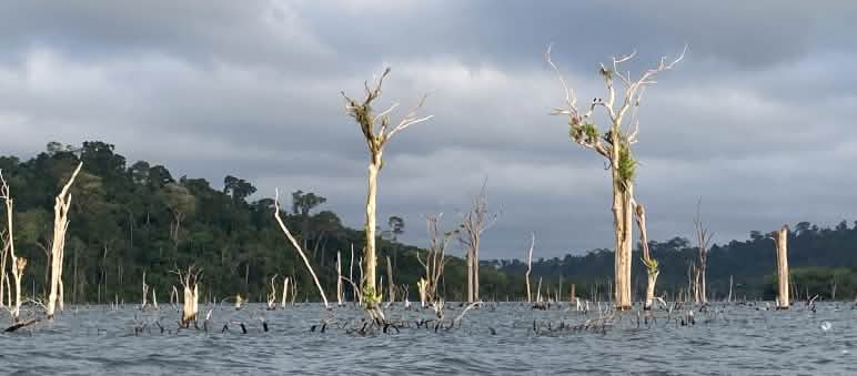 Les squelettes d’arbres de la forêt vierge morts émergent des eaux d’un lac de retenue