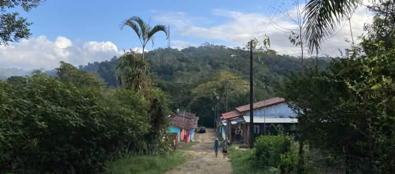 Des maisons situées le long d’un chemin dans la forêt tropicale