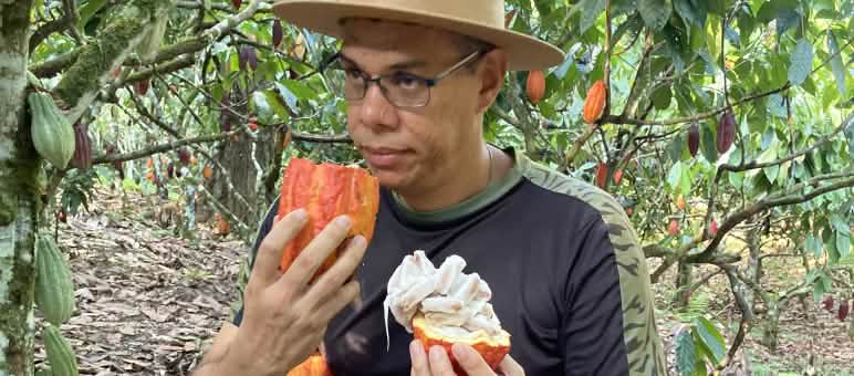 Un homme sent un fruit de cacao coupé en deux dans la forêt tropicale