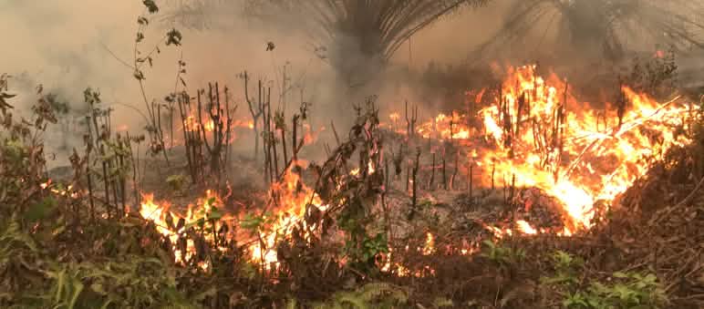 Incendies près du village de Puding dans la province de Jambi à Sumatra, le 21 septembre 2019 Incendies près du village de Puding dans la province de Jambi à Sumatra le 21 septembre 2019